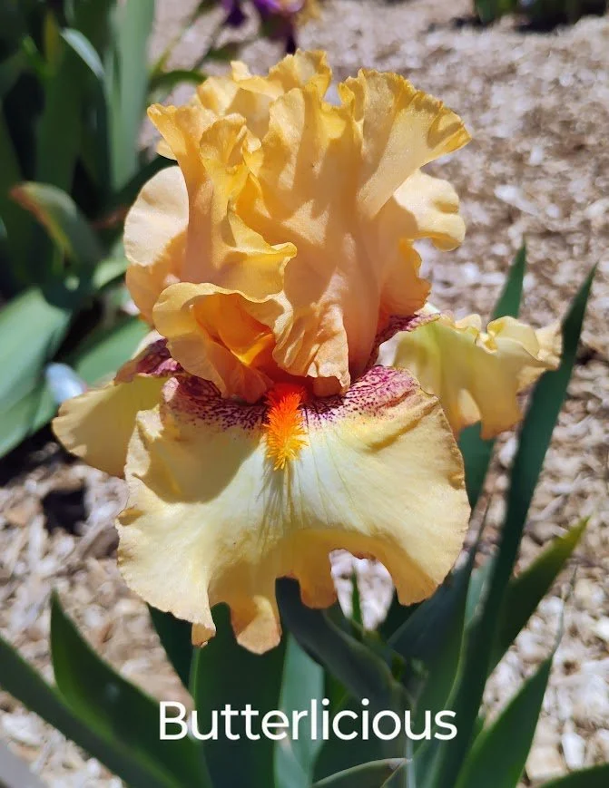 Butterlicious