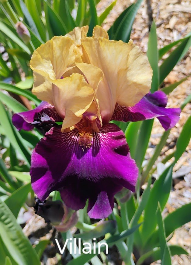 Villain (Purple Based Foliage)
