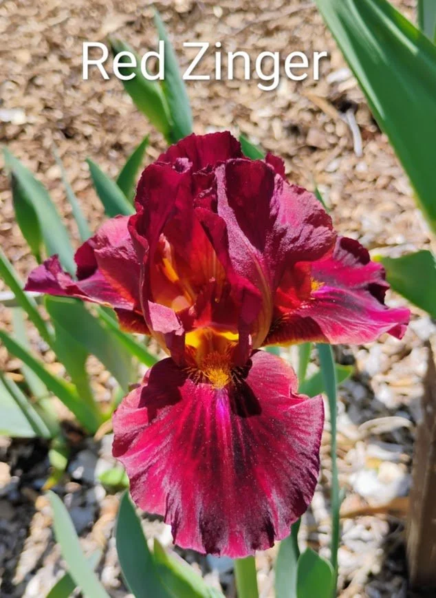 Red Zinger (IB)