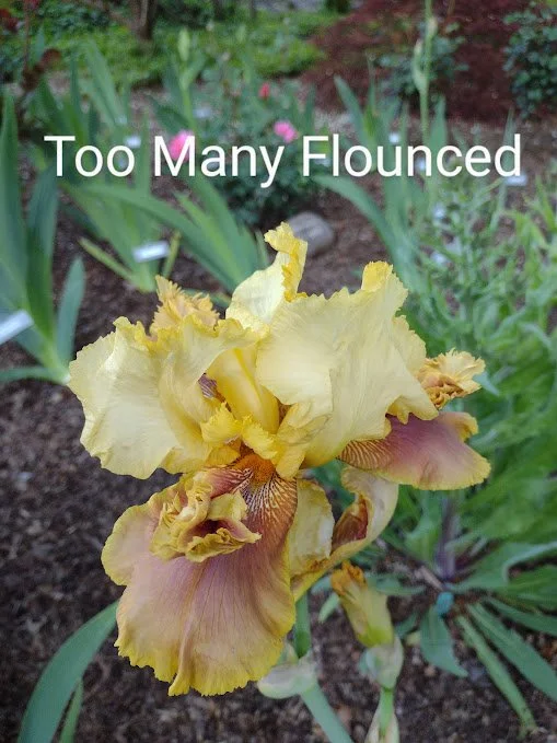 Too Many Flounces (Flounces)
