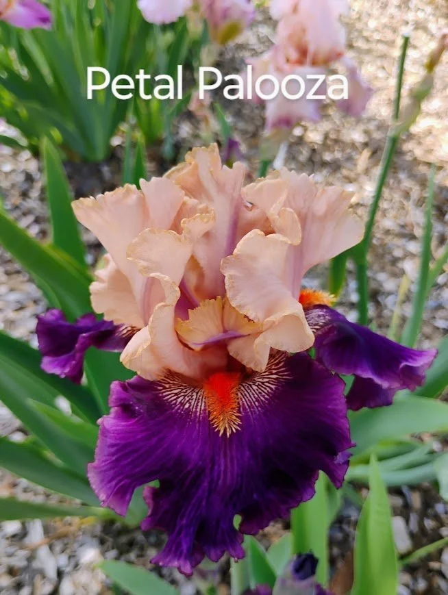 Petalpalooza