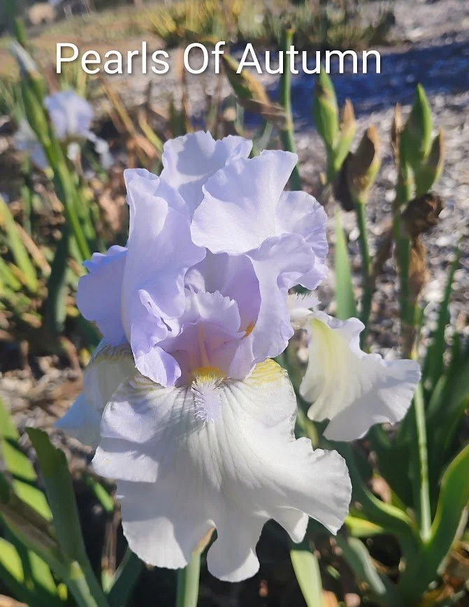 Pearls Of Autumn (Rebloomer)