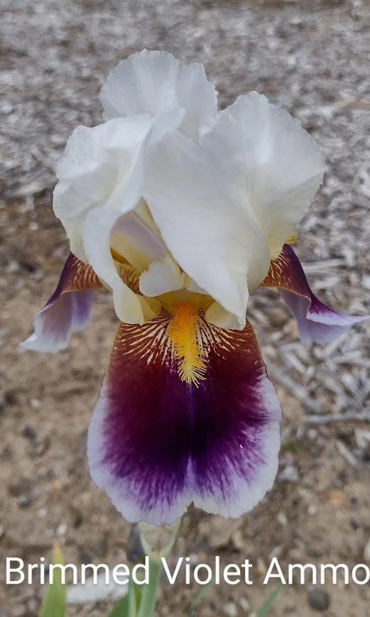 Brimmed Violet Amo