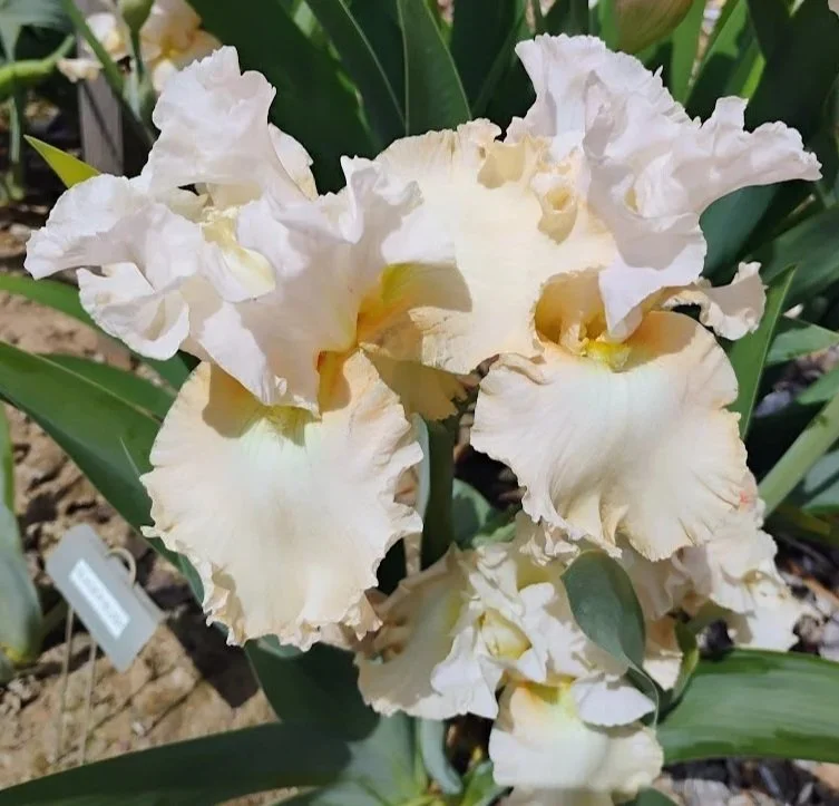 Glacier+Blush+%283%29.jpg