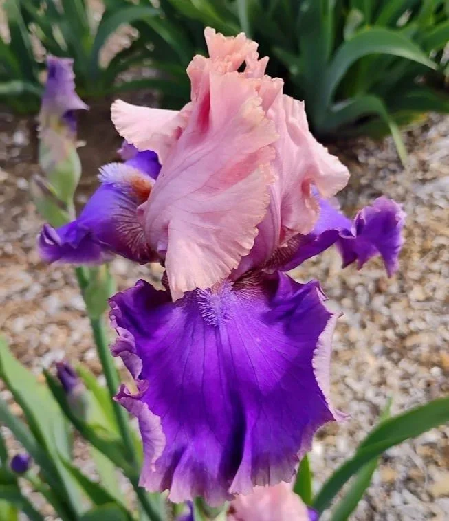 Florentine+Silk+%282%29.jpg