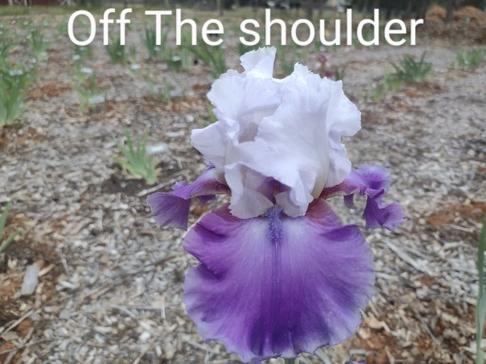 Off The Shoulder