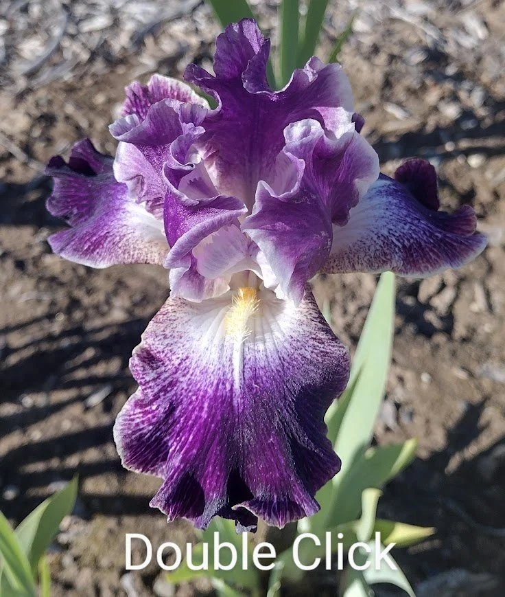 Double Click (Rebloomer)