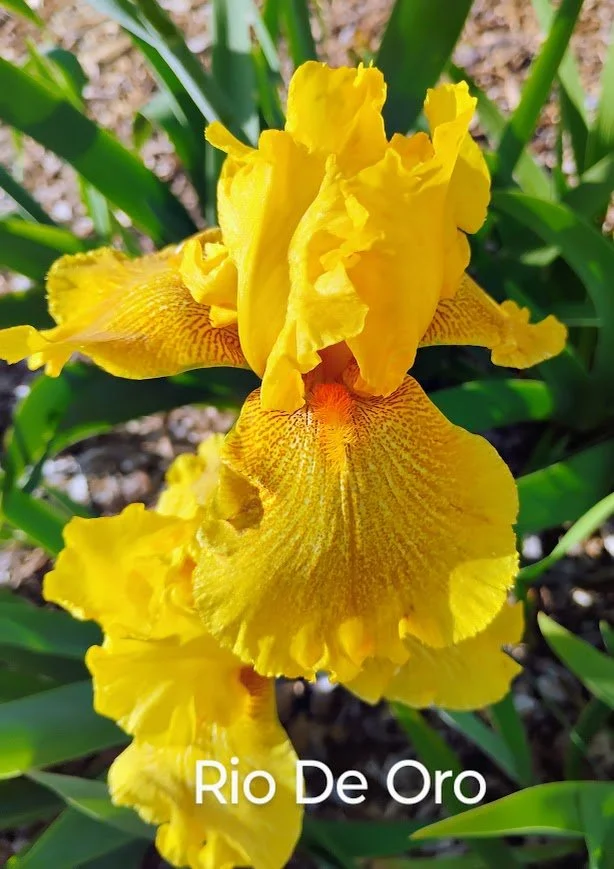 Rio De Oro