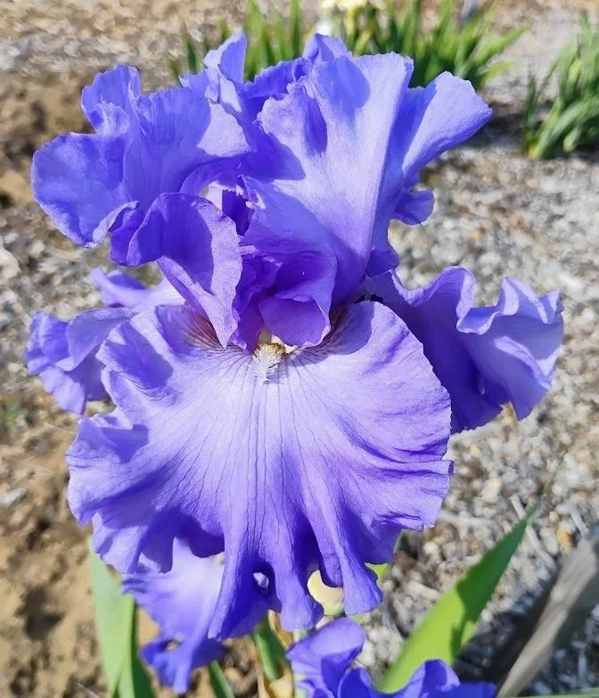 Yaquian+Blue.jpg