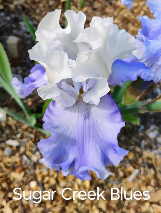 Sugar Creek Blues