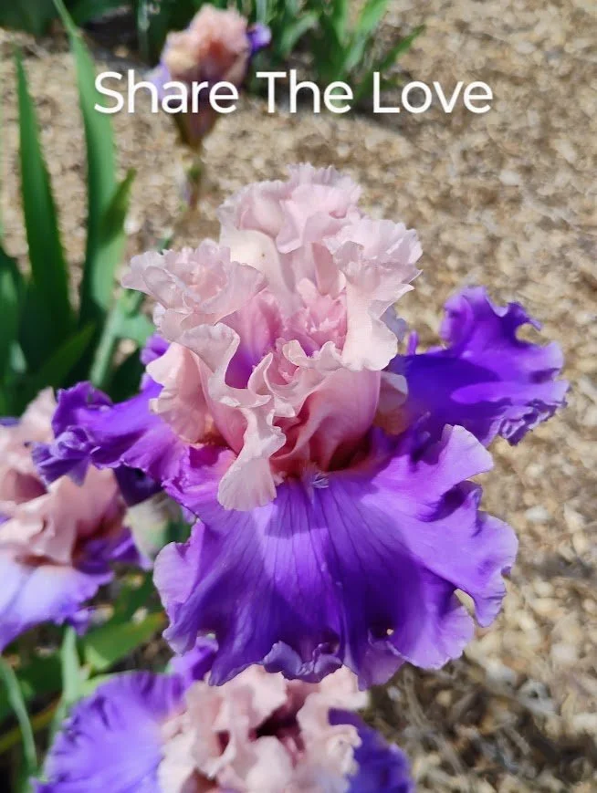 Share The Love