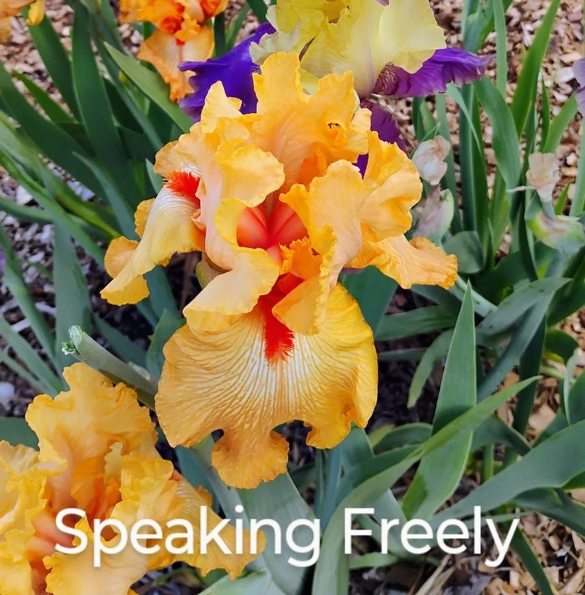 Speaking Freely