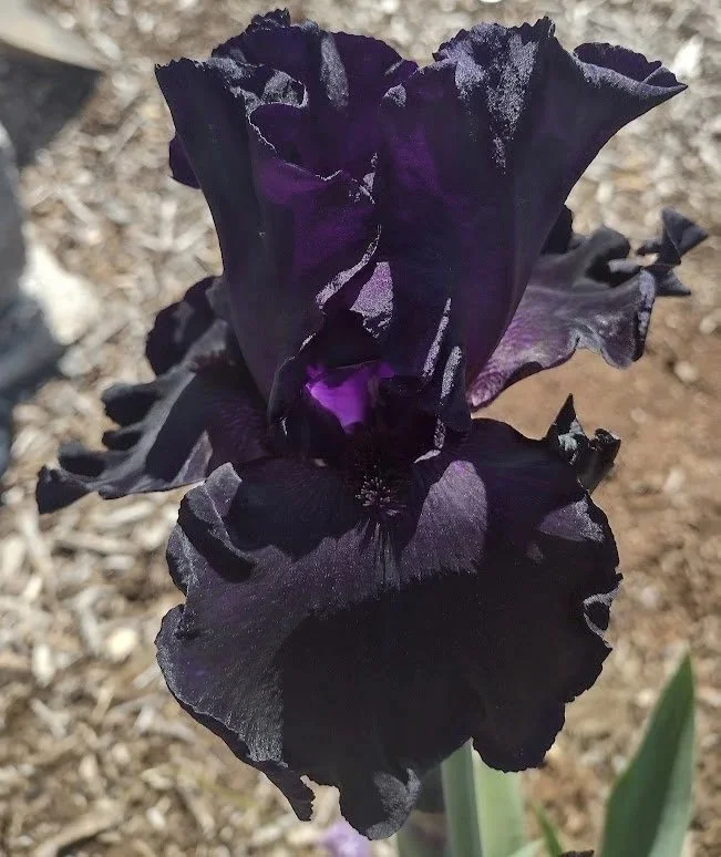Black+Flag.jpg