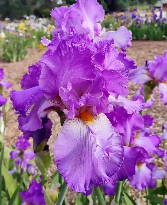 Lavender+Queen.jpg