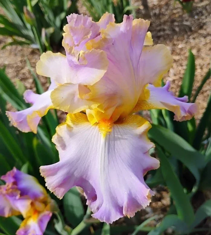 All+About+Spring+%282%29.jpg