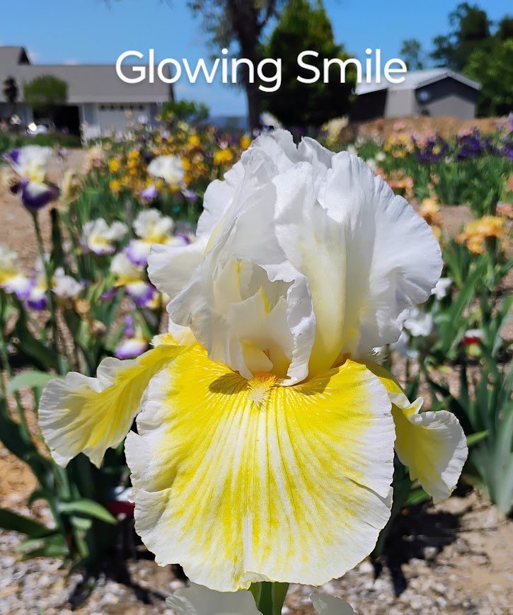 Glowing Smile