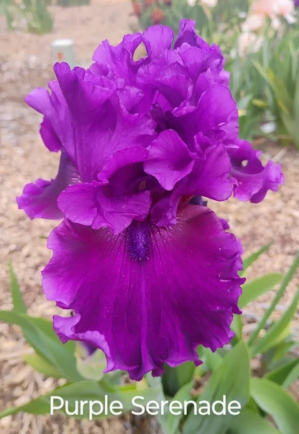 Purple Serenade (2).jpg