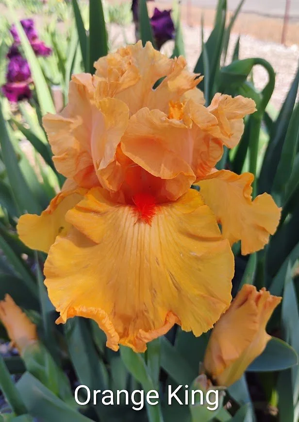 Orange King