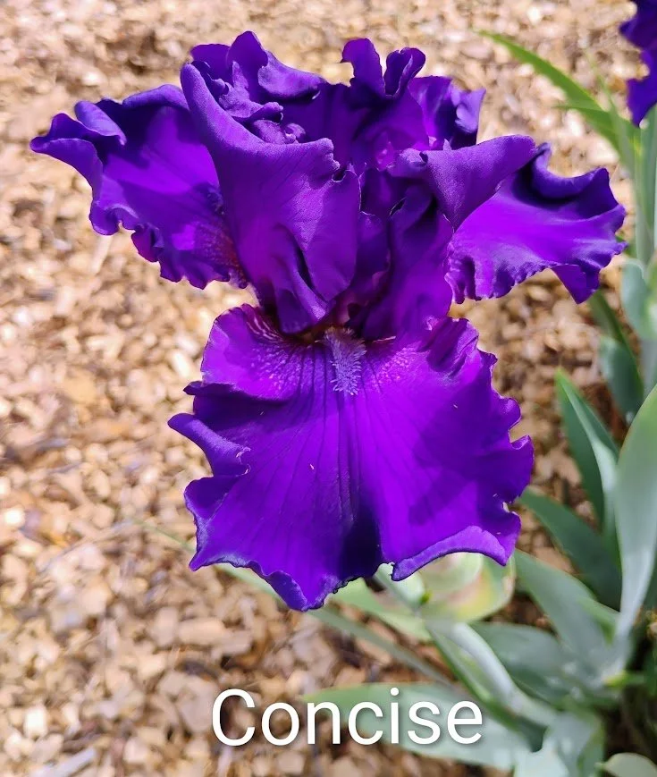 Concise