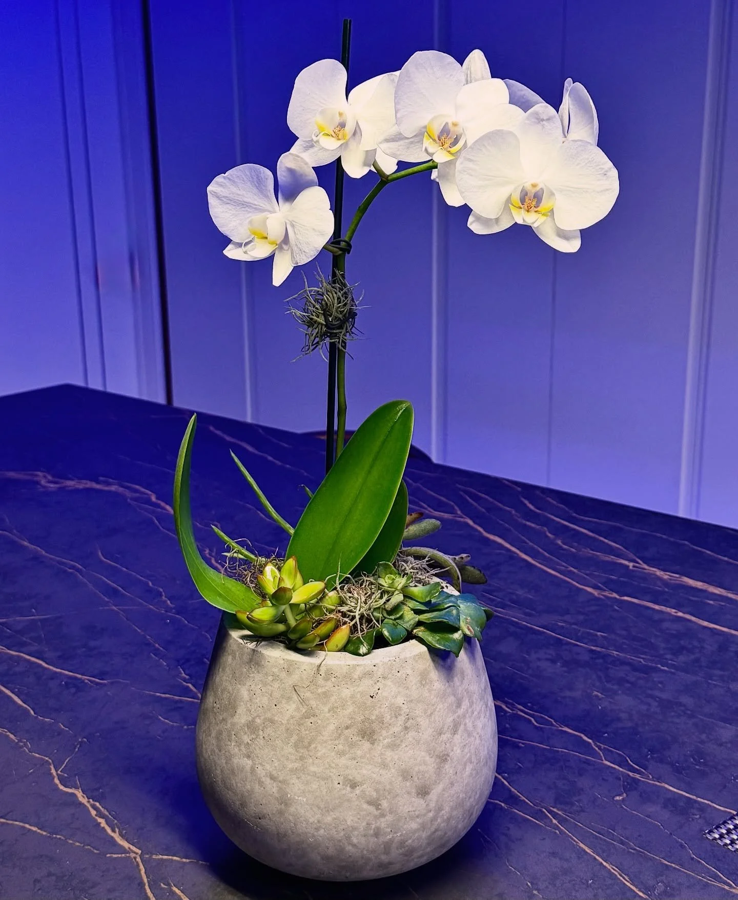 ✨ Introducing our newest collection: Orchids with Soul ✨

There&rsquo;s something sacred about orchids.
Delicate yet resilient. Elegant yet wild.
They bloom in silence, but speak volumes.

In so many cultures, orchids symbolize love, strength, rare b