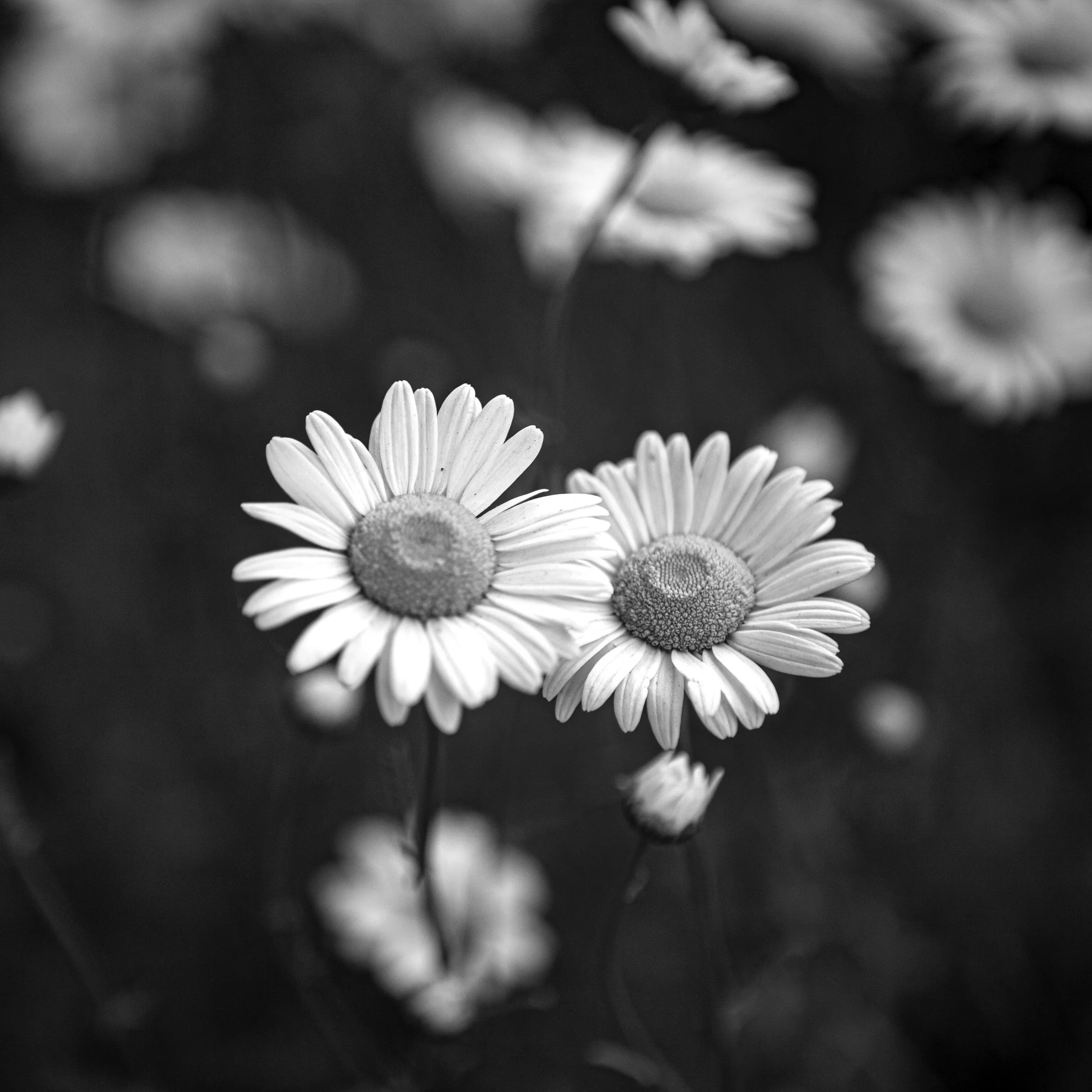 Discipline: The Uphill Climb