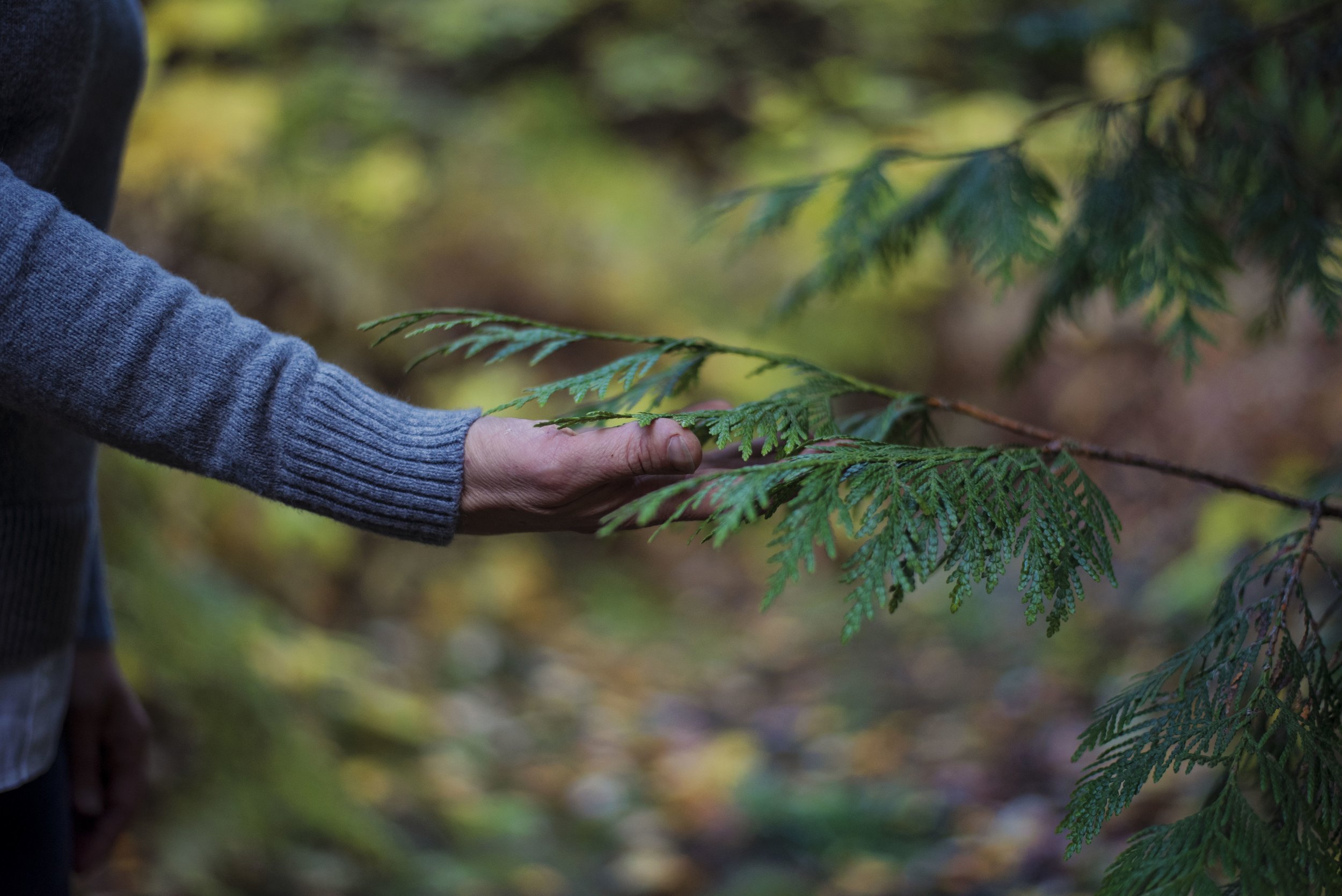 When Gaps Become Growth: Lessons from the Forest Floor