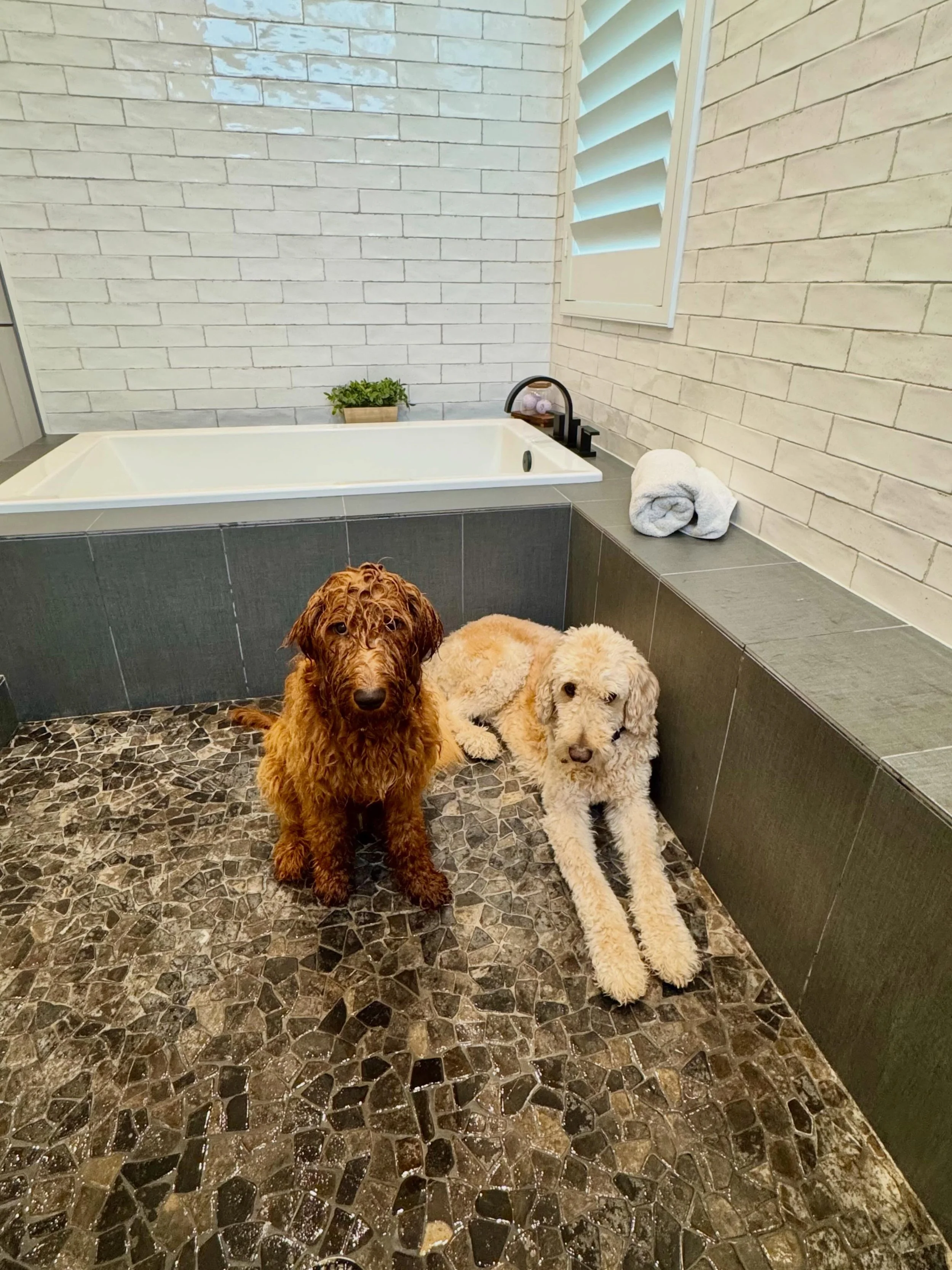 Happy Mother&rsquo;s Day to all the moms who just want 5 minutes alone to take a shower&hellip;.we see you. #maybenextyear 

#mothersday #goldendoodle #walkinshower
