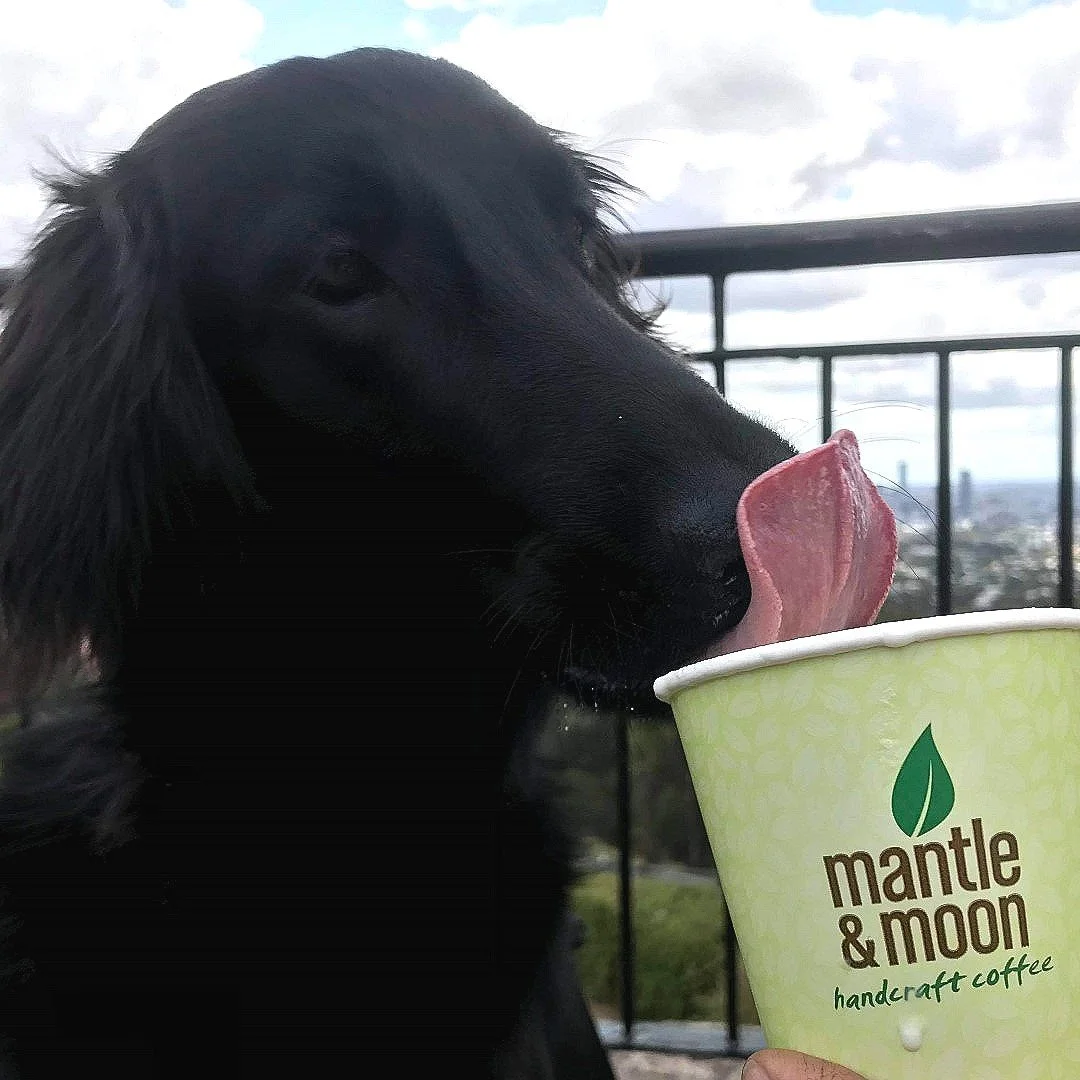 Even your furriest friends will love a visit to The Summit Cafe, treat them to a puppuccino next time you visit Mt Coot-Tha!