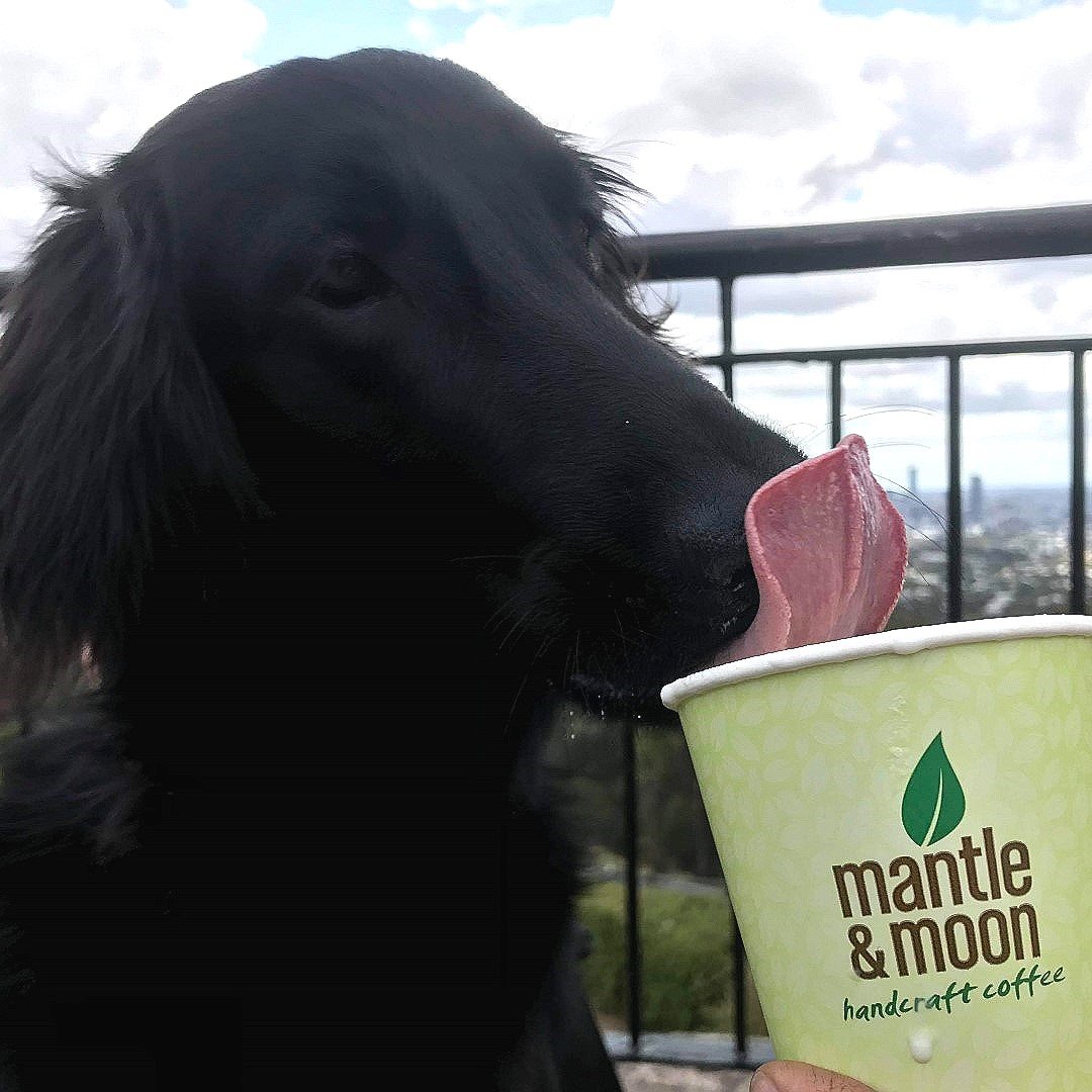 Even your furriest friends will love a visit to The Summit Cafe, treat them to a puppuccino next time you visit Mt Coot-Tha!