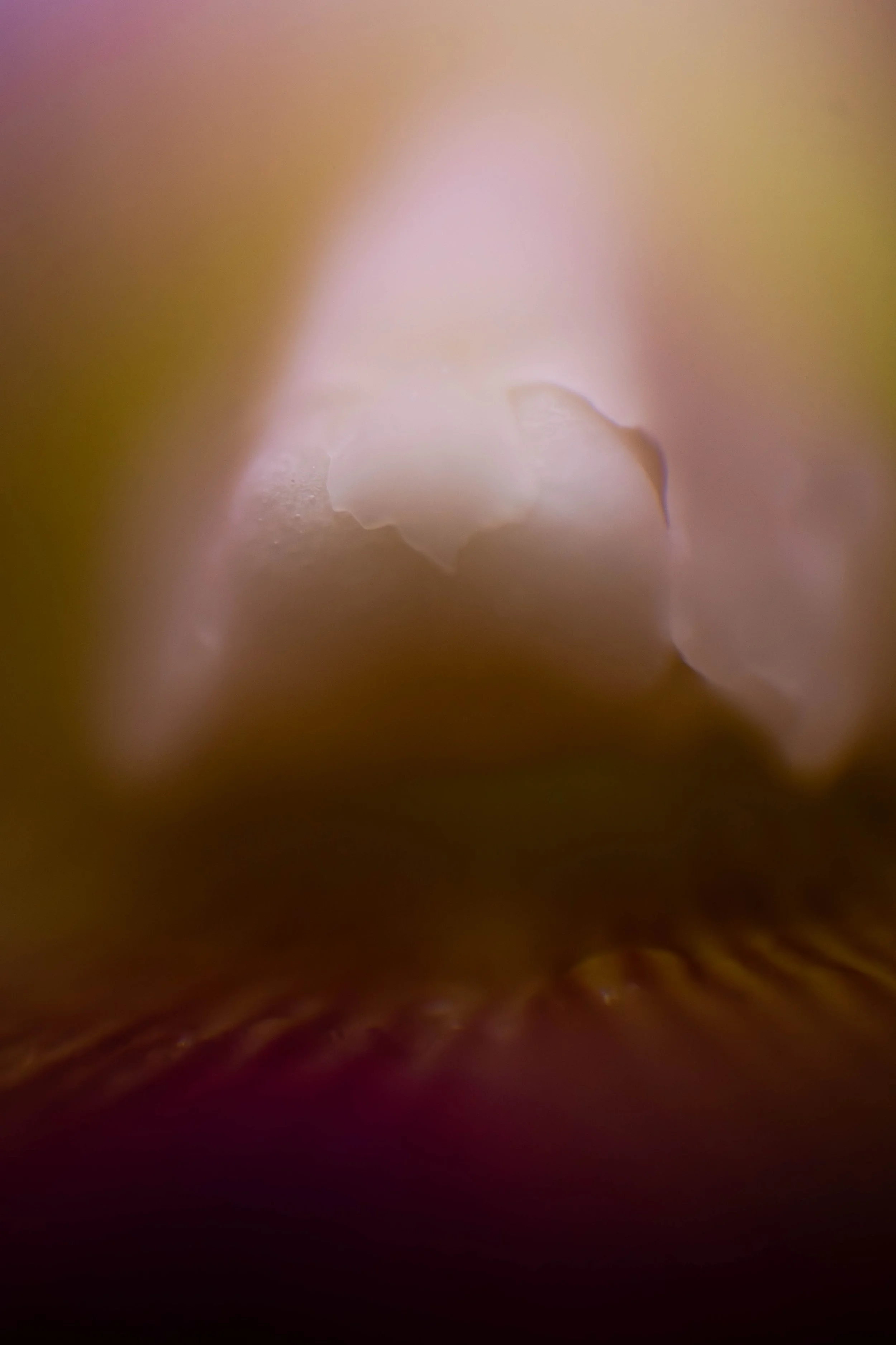 Weichen Lou | Study #5, 2022 | Sublimity in Focus