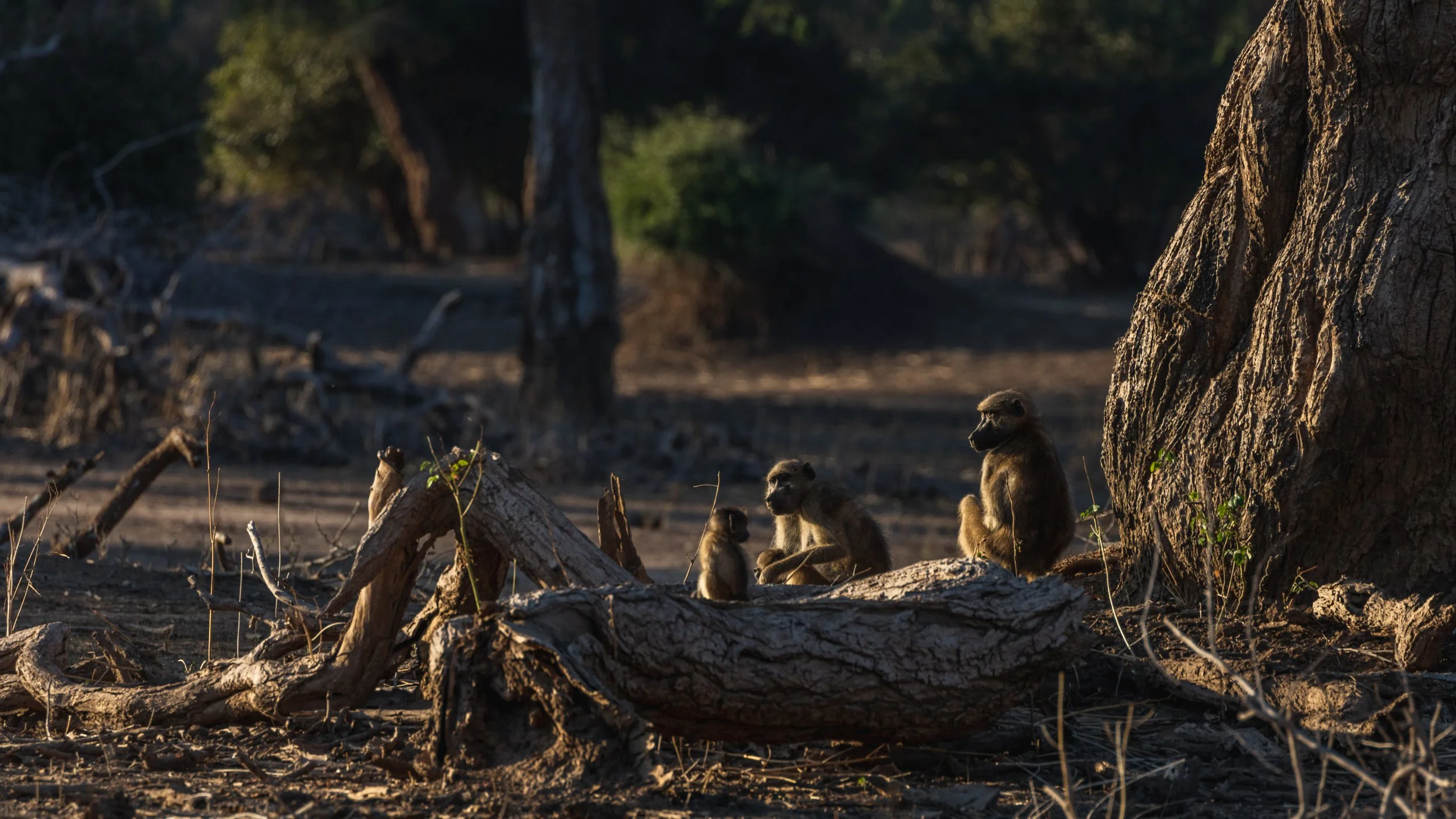 Weichen Lou | Morning Routine, 2021 | Do You Want To Be Disturbed Too?