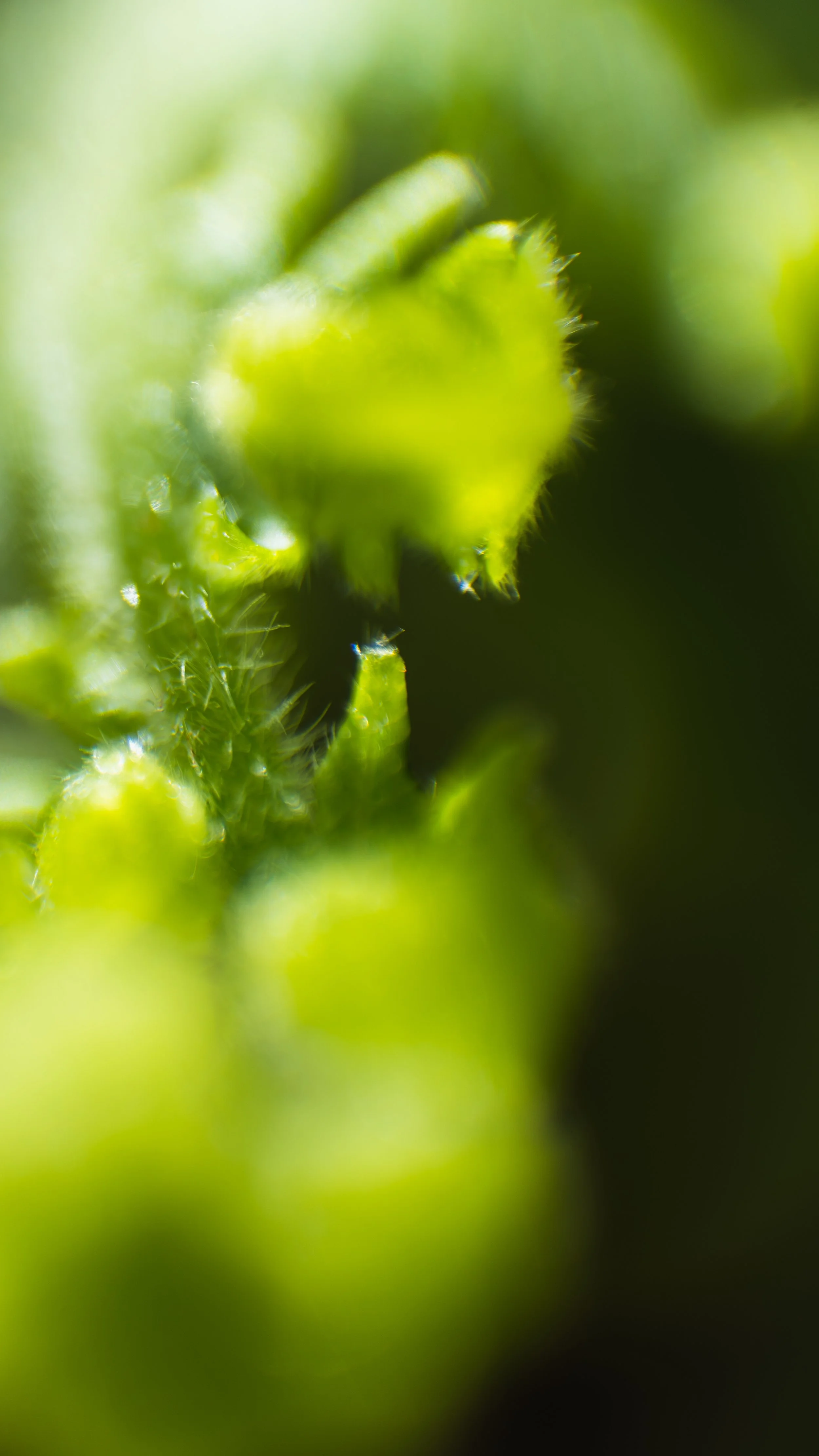 Weichen Lou | Study #1, 2022 | Sublimity in Focus