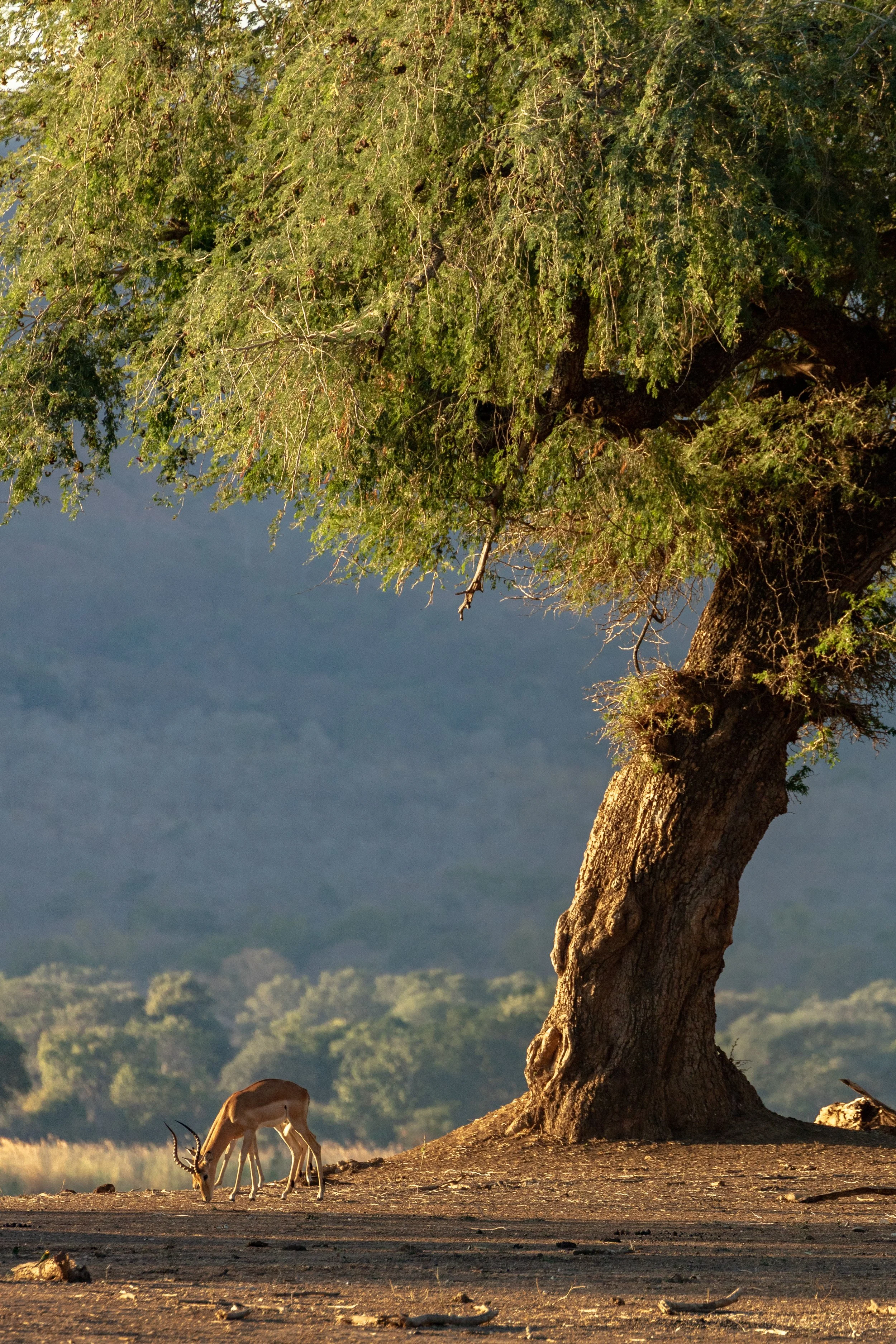 Weichen Lou | Grazing at Dusk, 2019 | Do You Want To Be Disturbed Too?