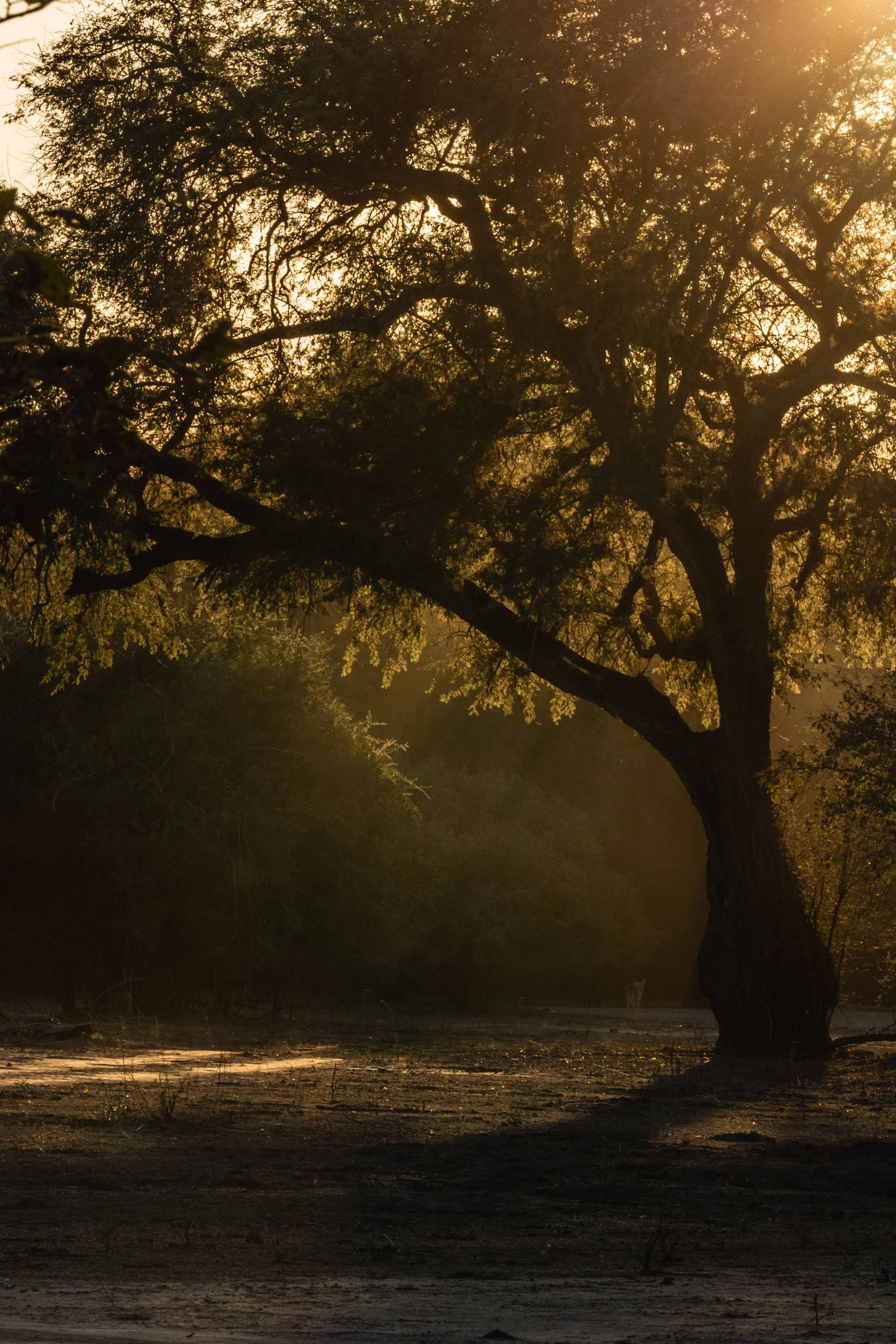 Weichen Lou | First Light, 2019 | Do You Want To Be Disturbed Too?