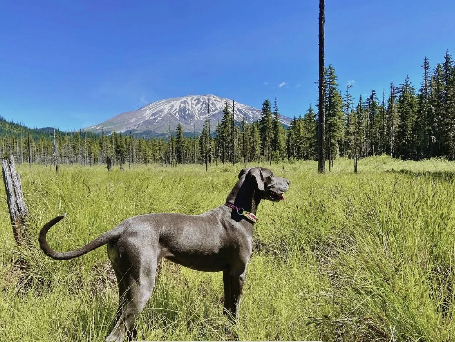 A gray dog standing in a grassy field with trees, mountains, and a clear blue sky in the background.