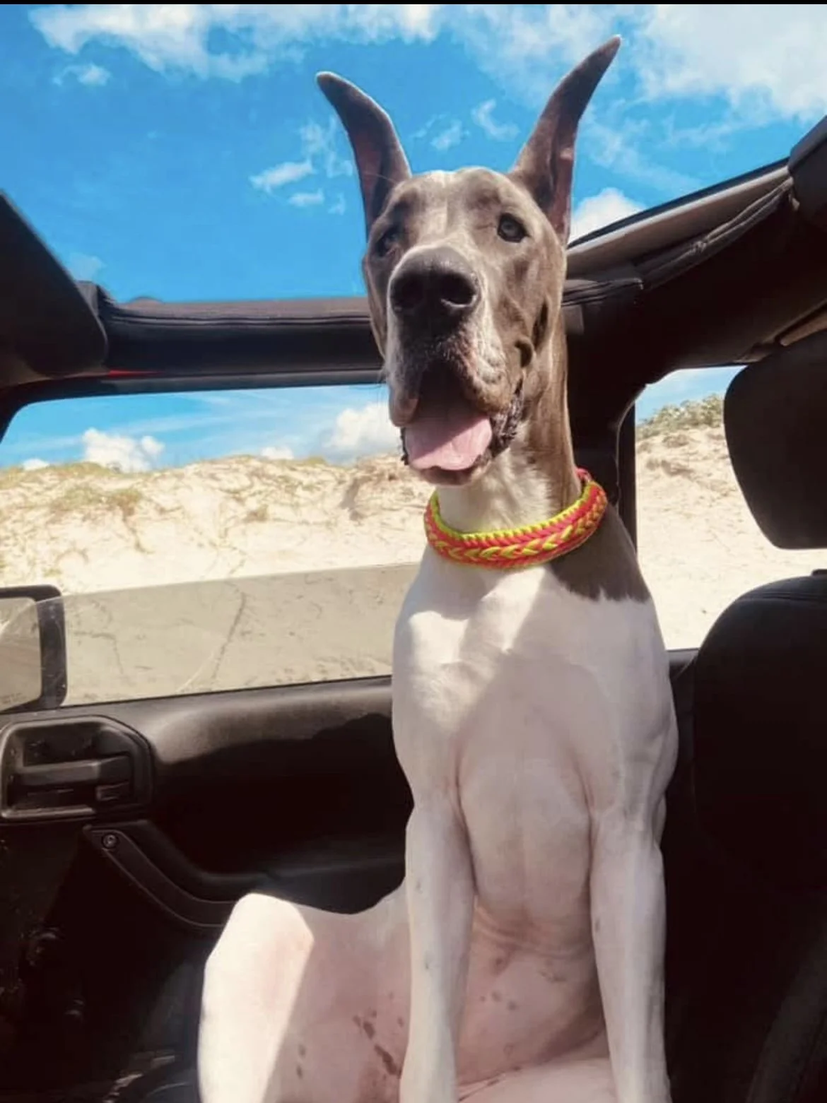 A dog with a brown head and collar sitting inside a vehicle with a desert landscape and blue sky in the background.