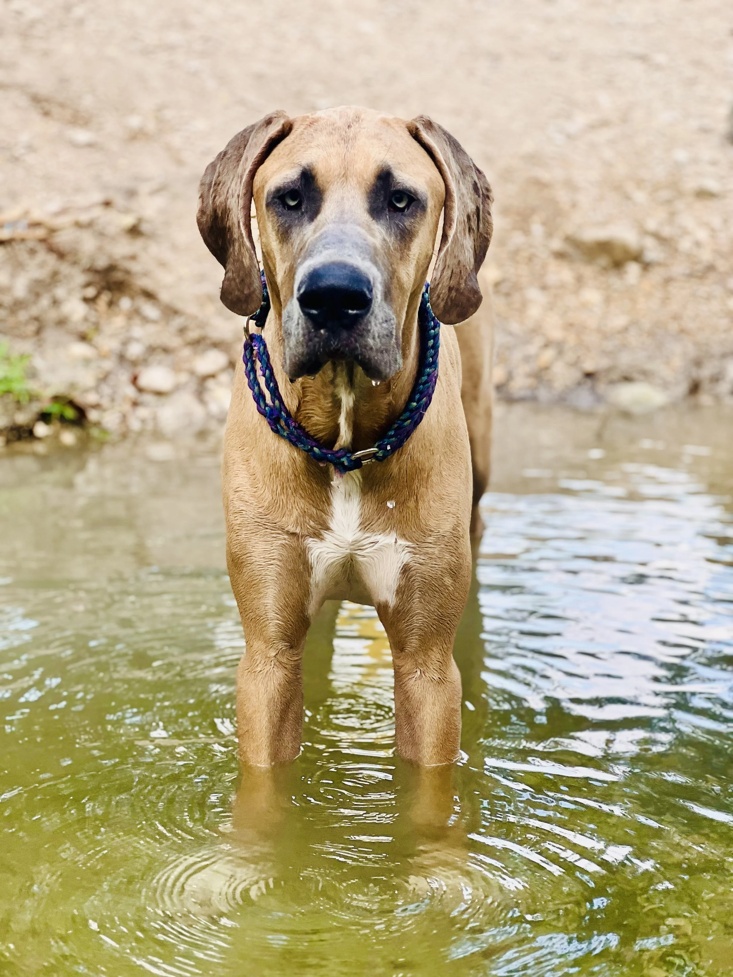 A brown dog standing in shallow water with a multicolored collar, looking at the camera.