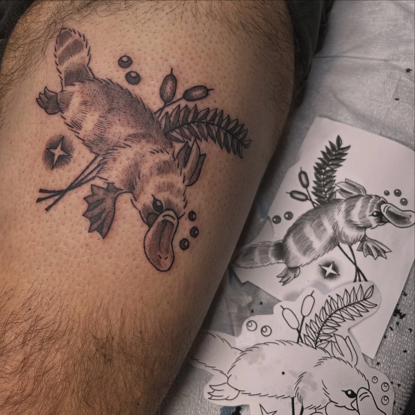 Tat #12 and I LUV HIMMMMMM 🌊✨
Percy the Platypus for your perceiving pleasures 🙂&zwj;↕️
Thanks for your time, Nick you a real one!!! 🙏🏽🙏🏽✨
&bull;
&bull;
&bull;
#platypustattoo #apprenticetattoo #tattooapprentice