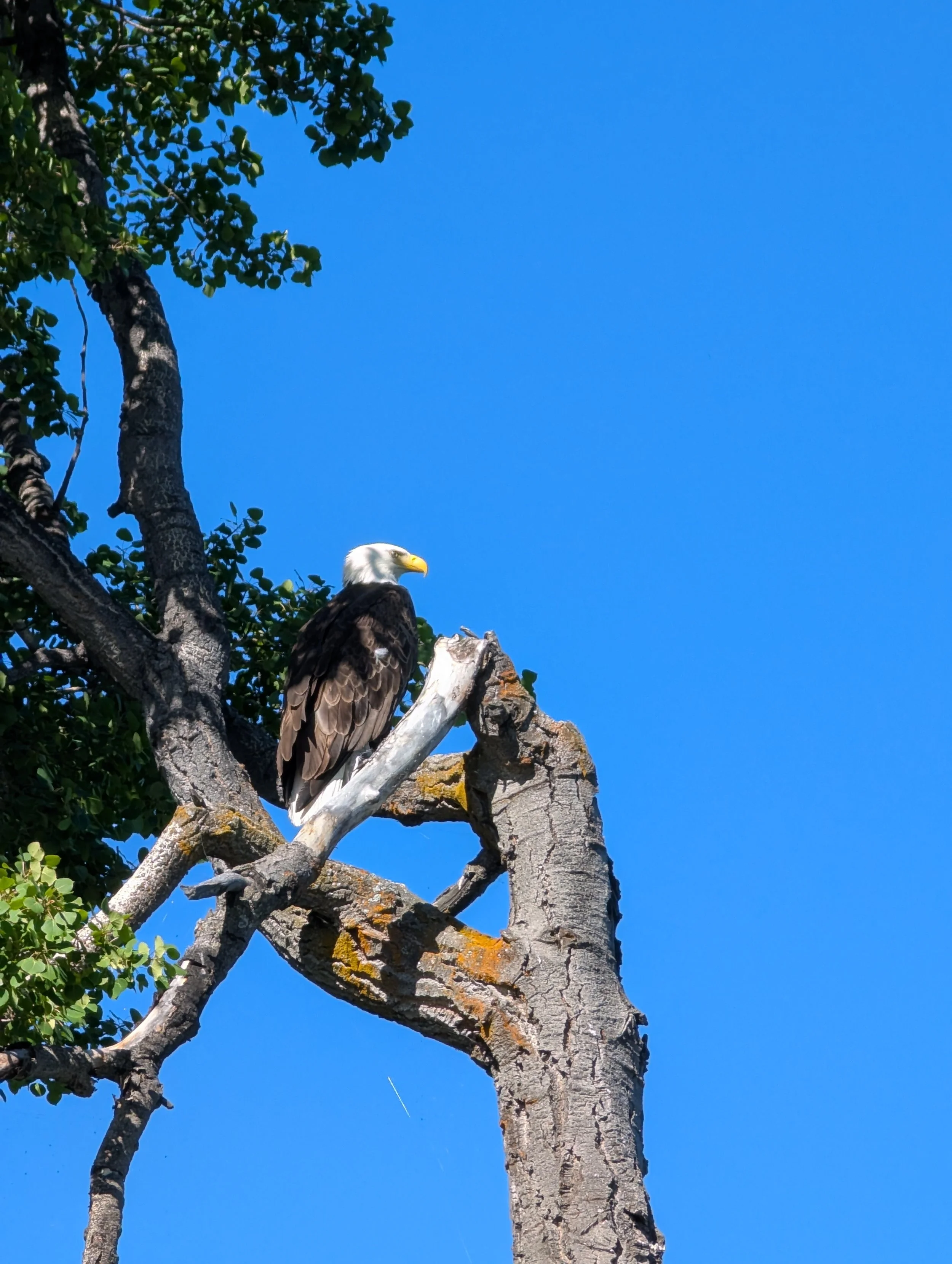 Bald eagle in a poplar tree, blue sky background