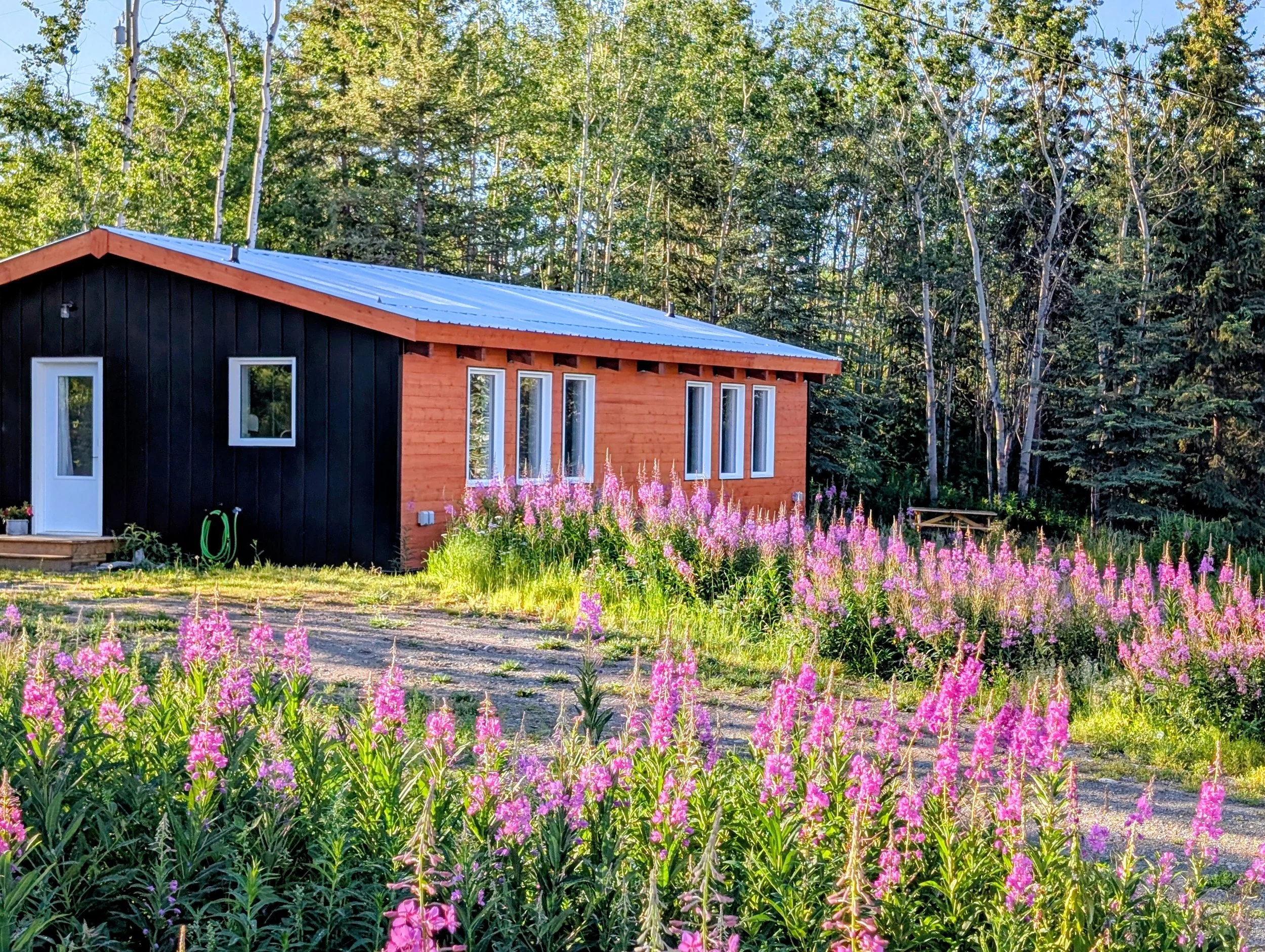 A small cottage surrounded by fireweed and greenery, forested background.