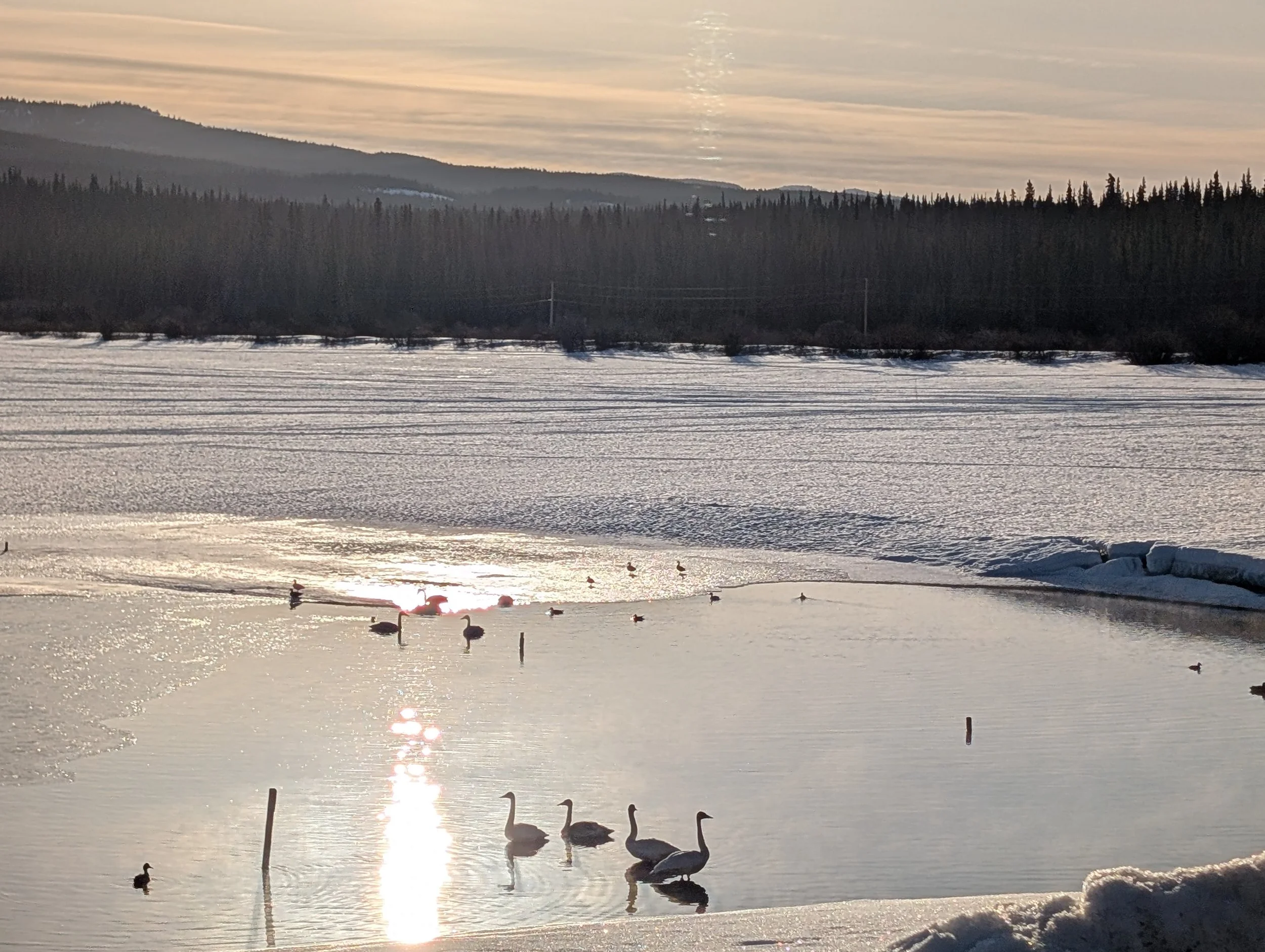 Migratory birds enjoying open water in spring.