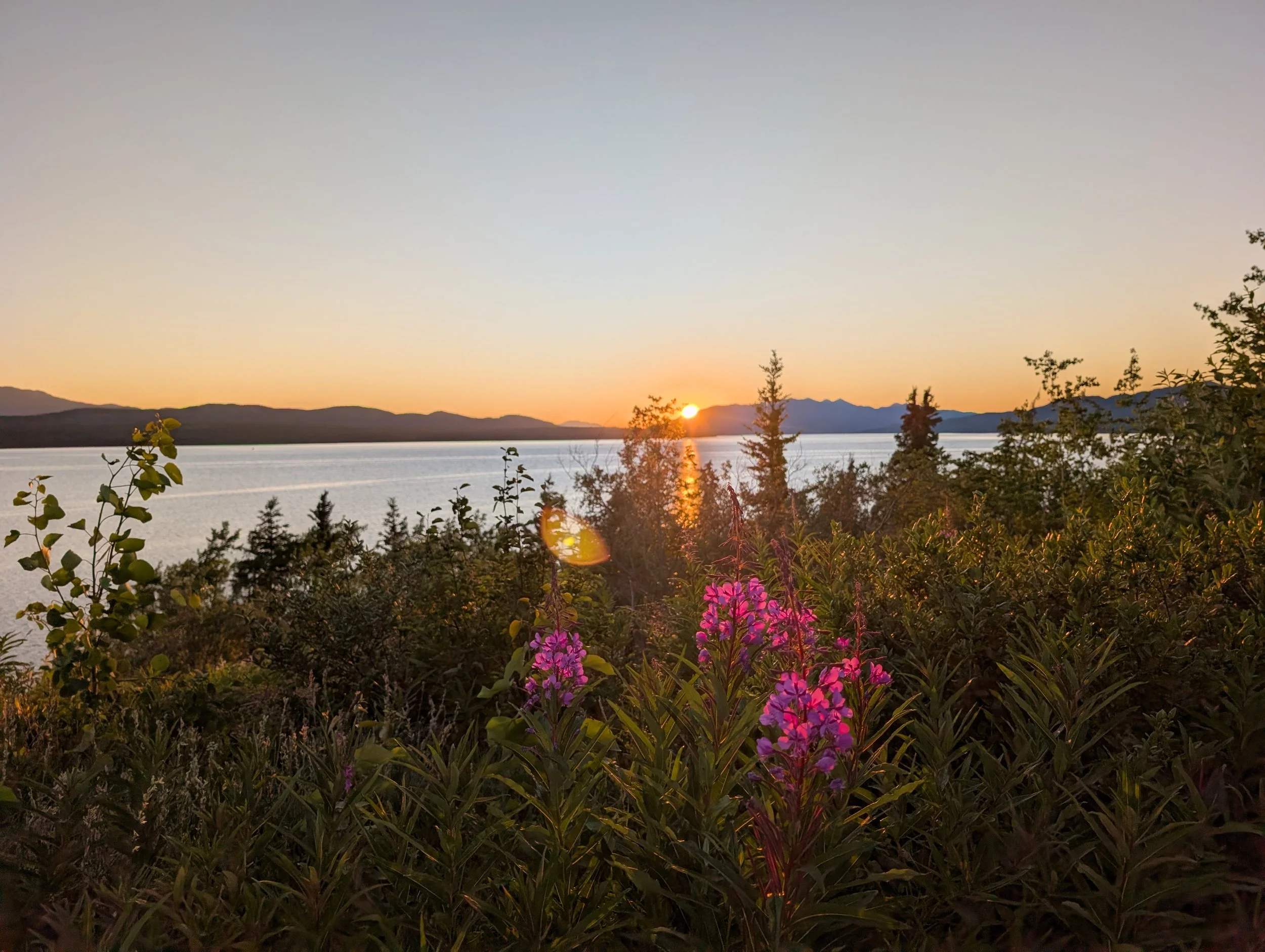 Wildflowers, fireweed and a sunset over the lake.