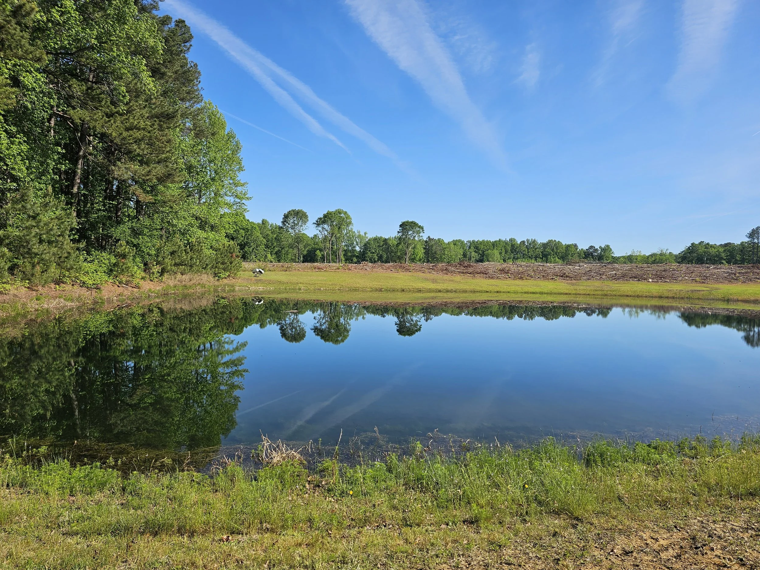 A calm pond reflecting the blue sky and surrounding green trees, with some grass and plants in the foreground.