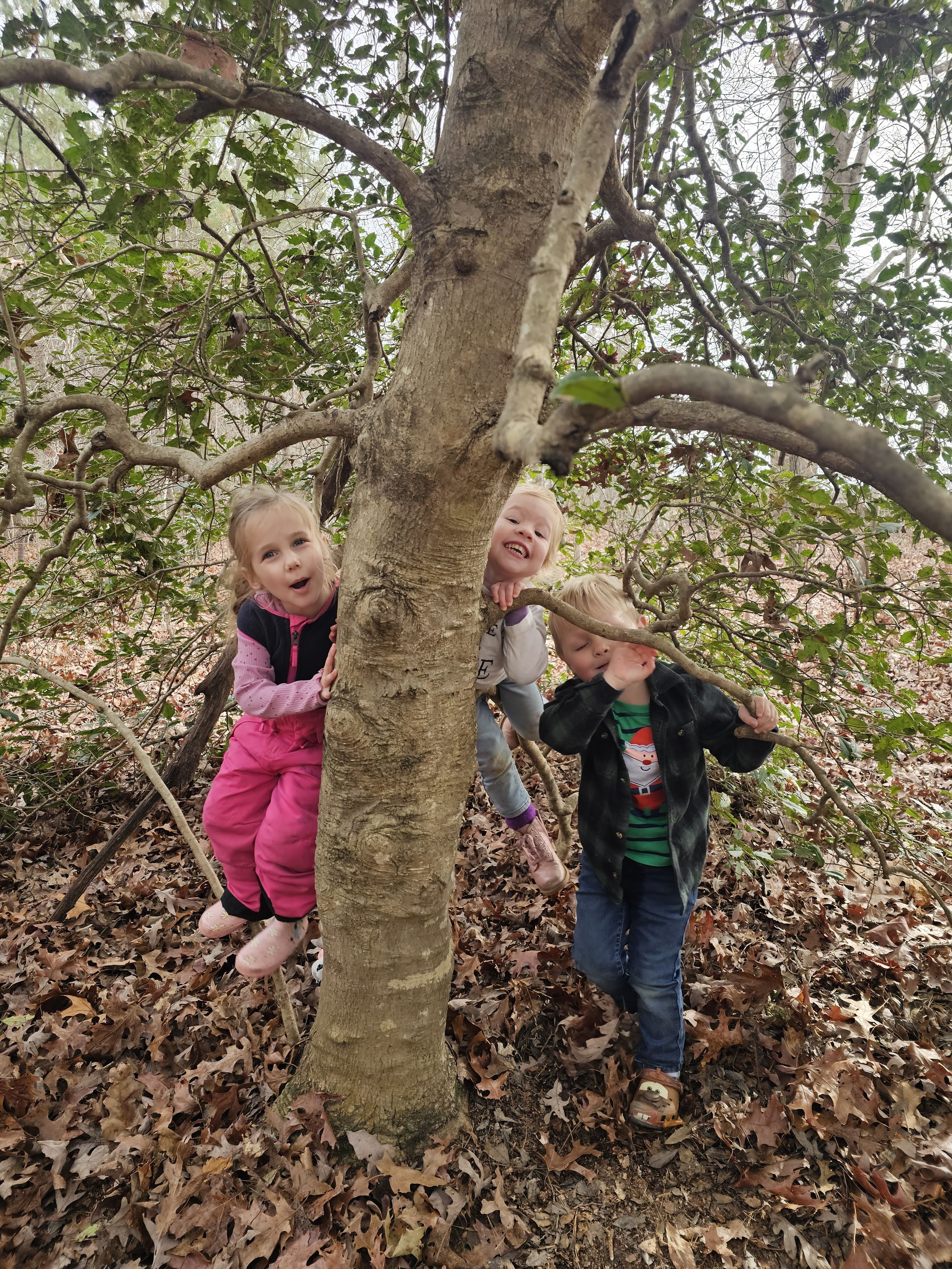 Three children climbing a tree in a wooded area with fallen leaves.
