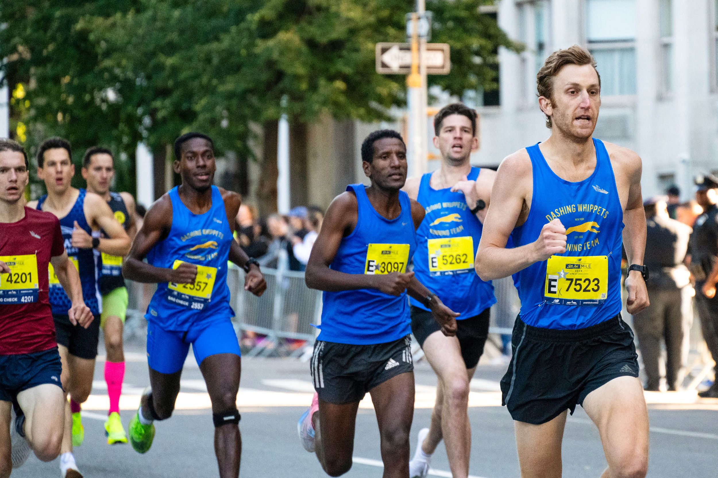 Whippets racing the Fifth Avenue Mile - Photo Credit: Stephen Cox