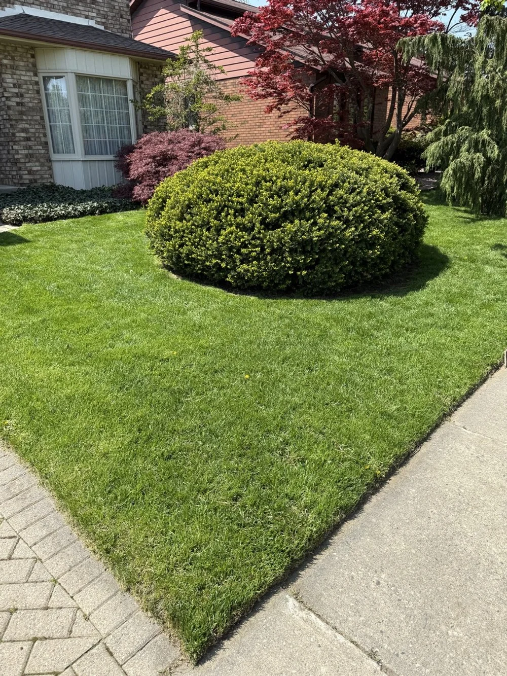 67 pine valley bush.jpeg