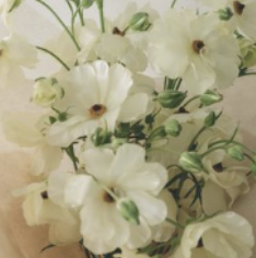 White flowers with soft petals and green buds