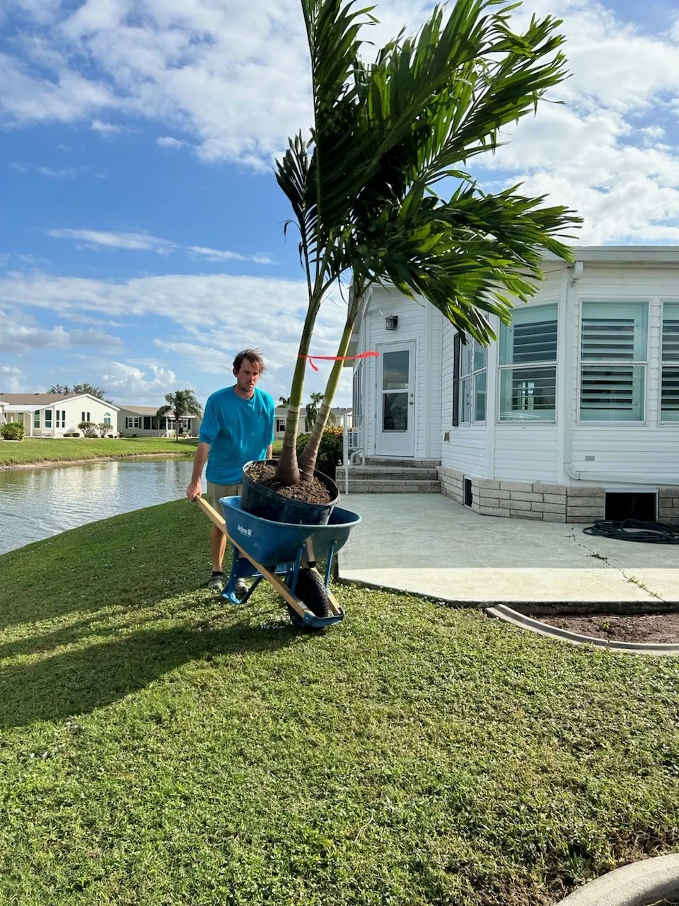 A man is pushing a wheelbarrow carrying a large potted palm tree outside a white house with large windows, near a canal under a partly cloudy sky.