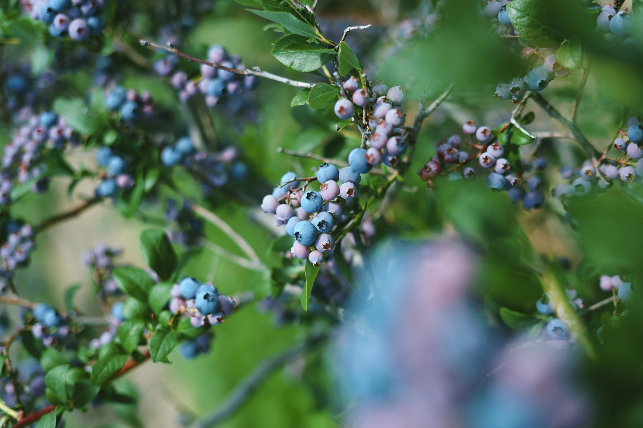 Close-up of ripe blueberries on a bush with green leaves in a garden setting.