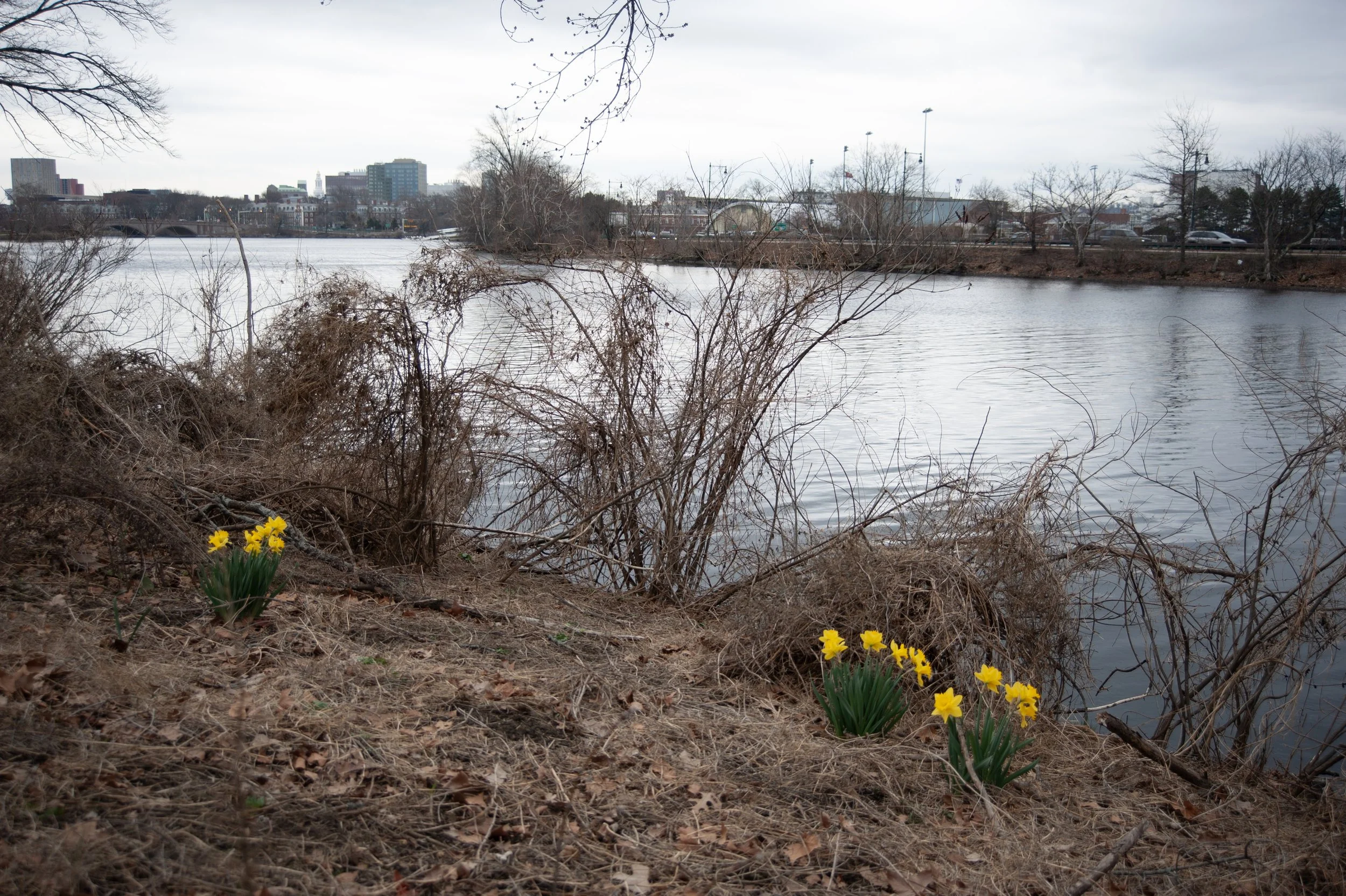 Community Collage - An Experiment in Collective Seeing